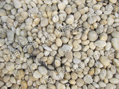 天然白色鹅卵石Φ2-3cm(公分)